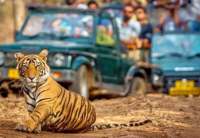 Ranthambore Tiger Safari Tour