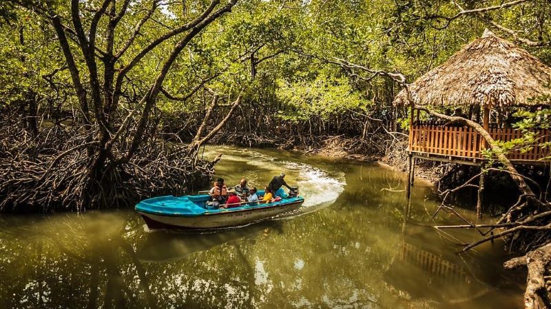 sailing through mangroves